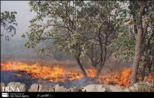 جنگل های اندیکا خوزستان در آتش می سوزد