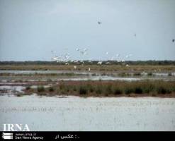 تخصیص 2 میلیارد ریال اعتبار برای نجات تالاب میانکاله