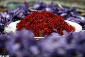 قاچاق پیاز زعفران نگران کننده نیست