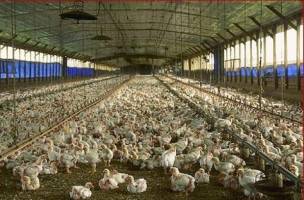 طرح تولید و عرضه مرغ با وزن مناسب در سیرجان اجرا می شود
