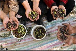 چشم نگران باغداران قزوین به باغ همسایه