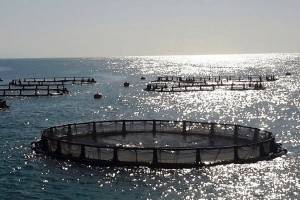 اعلام آمادگی تایلندی ها برای سرمایه گذاری درحوزه پرورش ماهی درقفس