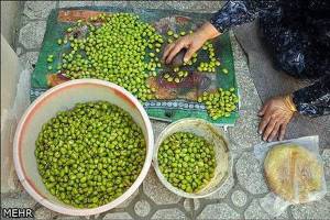 ۱۵۰ هکتار باغ متراکم زیتون در استان قزوین زیر کشت است
