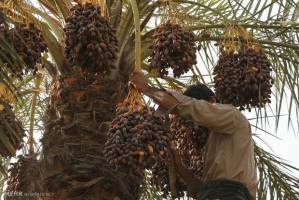 ​آغاز برداشت محصول خرما از نخلستان های آبادان