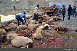 ذبح دام با نظارت دامپزشک