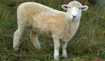 قیمت دام زنده برای عید قربان اعلام شد