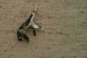 ضرورت جرم‌انگاری حیوان‌آزاری