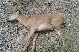 تلف شدن ۴۰ رأس از وحوش پارک پردیسان بجنورد