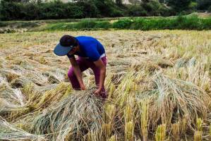 وزارت نیرو مقصر کشت برنج در مناطق غیرشمالی است
