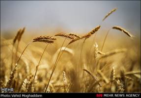 بخشی از مطالبات گندمکاران امروز پرداخت می‌شود