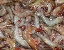 صید میگو در آب های هرمزگان 13 مهرماه آزاد می شود