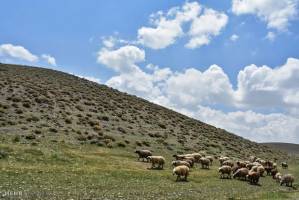 حفاظت از مراتع تهران کلید خورد