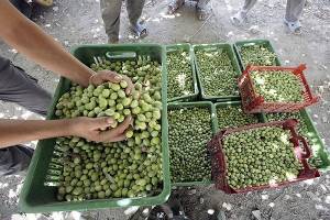 برداشت زیتون از باغات استان قزوین آغاز شد