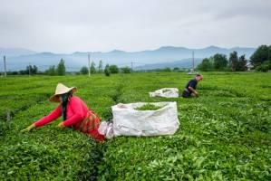 باغ‌های رهاشده چای به چرخه تولید باز می‌گردند