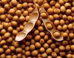 پیش‌بینی تولید 10هزار تن دانه روغنی سویا در مازندران