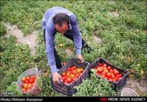 برداشت 258 هزار تن گوجه فرنگی از مزارع استان زنجان