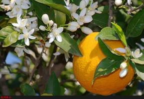 خرید 40 هزار تن مرکبات مازندران در قالب خرید میوه شب عید