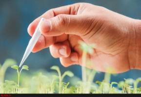 کشت محصولات تراریخته موجب کاهش 37 درصدی مصرف سموم شد