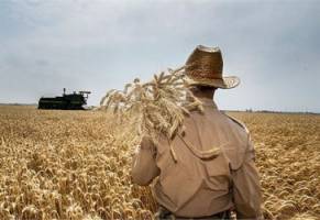 تمام مطالبات گندمکاران استان کرمانشاه پرداخت شد