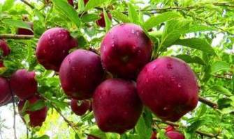 راه اندازی دفتر نمایندگی بورس محصولات کشاورزی در مراغه