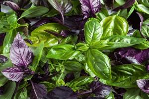 آنتی بیوتیکی قدرتمند از دل طبیعت 