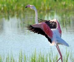 آغاز کوچ فلامینگوها به تالاب بین المللی میناب