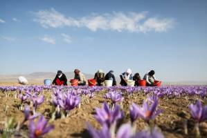 پایان برداشت زعفران تا ۲۰ روز دیگر