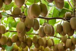 آسیب دیدگی 60 درصد کیوی مازندران
