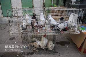 ابلاغ اخطاریه زیست محیطی به مراکز خرید و فروش پرندگان