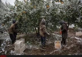 باغداران سردرگم در انتظار حمایت دولت