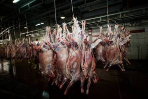 افزایش ۲۰۰۰ تومانی قیمت گوشت گاو با وجود ادعای ثبات قیمت