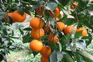 باغداران درختانشان را رنگ کنند