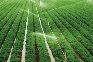 انعقاد قرارداد با چینی‌ها برای اجرای سیستم آبیاری نوین در برنج