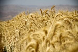 عرضه۶۰ هزار تن گندم خوراکی در بورس کالا برای صادرات آرد و مشتقات