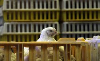 تحولات بازار مرغ و ماهی