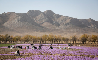 دلالها کوتاه آمدند؛زعفران ۳۰۰هزارتومان ارزان شد