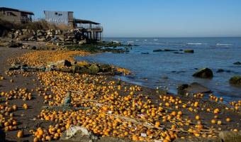 ماجرای ریختن پرتقال‌ها به دریای خزر