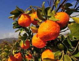 واردات نارنگی پاکستانی در بهمن‌ماه آزاد شود