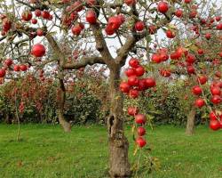 اختصاص ۲۰ درصد از منابع صندوق حمایت کشاورزی به صادرات