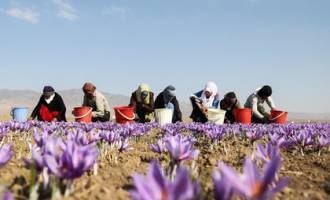 عرضه زعفران در بورس؛ به نام کشاورز به کام دلال