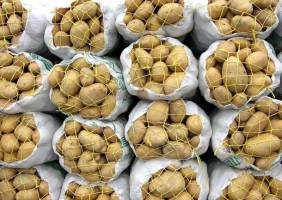 همه‌چیز درباره واردات سیب‌زمینی هندی