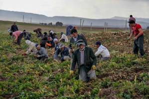 چغندرکاران به جای پول «شکر»  می‌گیرند!