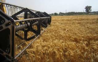 معامله ۲۰ هزار تن گندم خوراکی در بورس کالای ایران