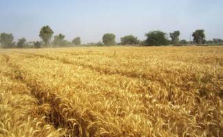 صادرات ۳۰ هزار تن گندم استان خوزستان از طریق بورس کالا