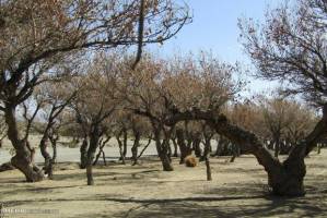  صادرات خاک های مرتعی و جنگلی به هر طریقی غیرقانونی است