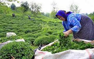 افزایش ۱۰ درصدی تولید چای