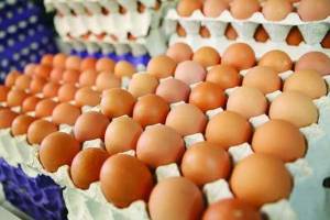 صادرات تخم مرغ ازسر گرفته شد