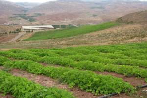 هلدینگ کشاورزی نیازمند استفاده از ظرفیت‌های جهادکشاورزی است