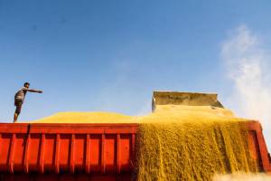 نخستین محموله گندم صادراتی به عمان ارسال شد
