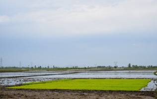 تقاضای روبه رشد برنج در منطقه